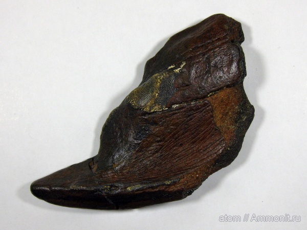 мел, рыбы, химеры, Elasmodus, Chimaeriformes, Elasmodus sinzovi, Cretaceous, fish, Карамышка