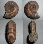 Kosmoceras sp.