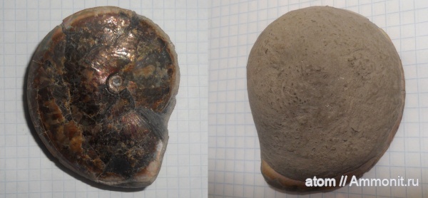 аммониты, апт, Саратов, Aconeceras, Aconeceras trautscholdi, Sinzovia, Sinzovia trautscholdi, Aptian, Сосенки