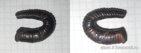 гетероморфные аммониты, нижний мел, апт, аптский ярус, устье, Aptian, heteromorph ammonites, Tonohamites, Сосенки