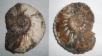Deshayesites sp.
