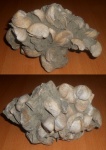Amphidonta conica.