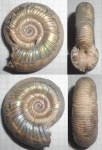 Alligaticeras sp..