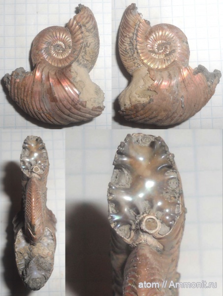 аммониты, серпулы, Quenstedtoceras, Quenstedtoceras lamberti, Дубки, Serpulidae, обрастание аммонитов