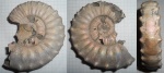 Peltoceras schroederi