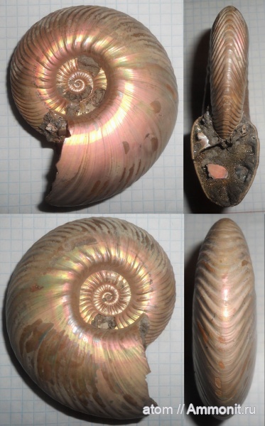 аммониты, юра, макроконхи, Quenstedtoceras, Quenstedtoceras lamberti, Дубки, Саратовская область, Macroconchs