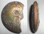 Sublunuloceras discoides.