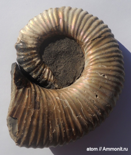 гетероморфные аммониты, нижний мел, апт, аптский ярус, Саратов, Tropaeum, Aptian, heteromorph ammonites, Сосенки