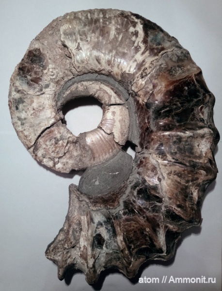 гетероморфные аммониты, нижний мел, апт, аптский ярус, Саратов, Tropaeum, Aptian, heteromorph ammonites, Сосенки, Tropaeum bowerbanki