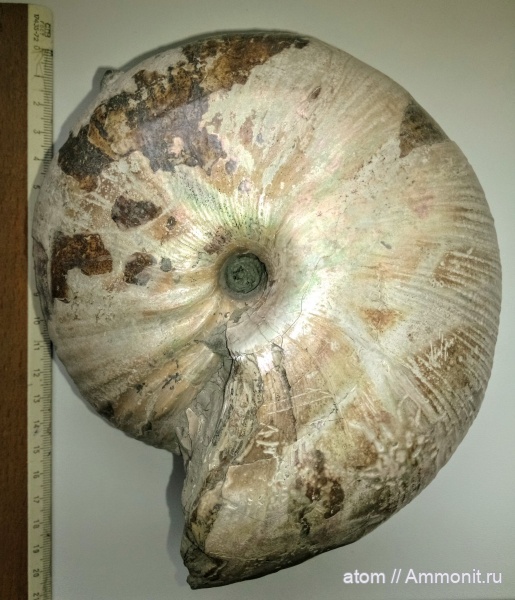 аммониты, юра, Arcticoceras, Саратовская область, Сокурский карьер, Arcticoceras ishmae