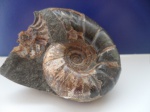 eogaudryceras