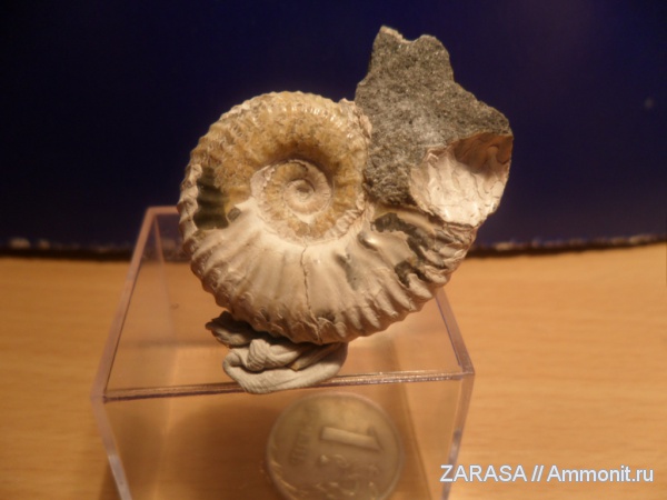 Acanthohoplites