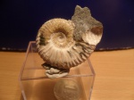 acanthohoplites