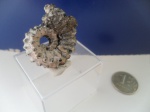 kosmoceras sp.