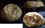 Coeloptychium