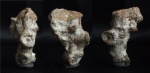 Paracraticularia