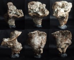 Ventriculites