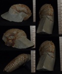 Kosmoceras sp.
