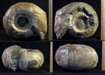 Cadoceras elatmae