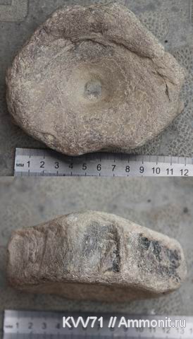 юра, ихтиозавры, позвонки, Краснодарский край, Мостовский район, Jurassic
