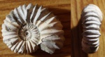Acanthohoplites aschiltaensis Acanthohoplites aschiltaensis