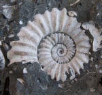 Colombiceras sp. Colombiceras sp.