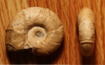 Zuercherella zuercheri Zuercherella zuercheri