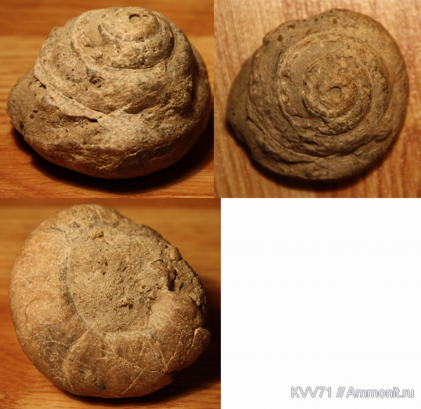 мел, Pleurotomaria, готерив, Hauterivian, Cretaceous