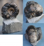 Jaubertella latericarinata взрослая особь Jaubertella latericarinata взрослая особь
