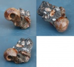 Jaubertella Iatericarinata молодая особь Jaubertella Iatericarinata молодая особь