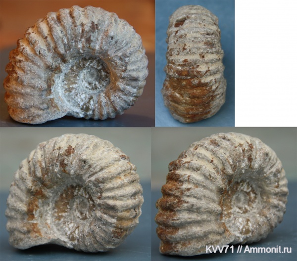 Procheloniceras