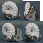 Acanthohoplites bigoureti Acanthohoplites bigoureti