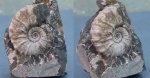 Nodosohoplites sp.