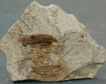 Чешуя рыбы сем. Elopidae, Lyrolepis caucasica