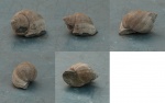 Гастропода Ampullospira