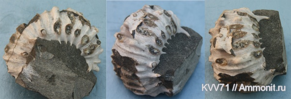 Epicheloniceras