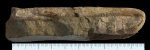 Ptychoceras puzosianum Ptychoceras puzosianum