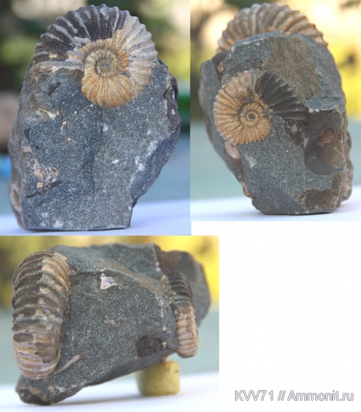 Parahoplites