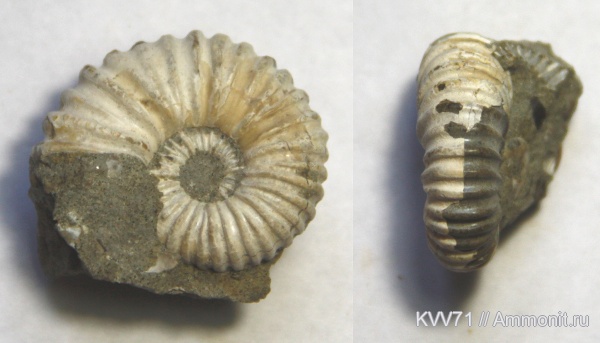 Acanthohoplites, Parahoplitidae