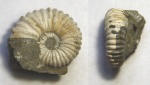 Acanthohoplites sp.