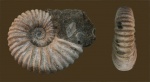 Acanthohoplites sp. Acanthohoplites sp.