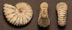 Acanthohoplites bigoureti Acanthohoplites bigoureti
