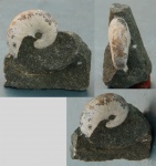 Euphylloceras velledae Mich.