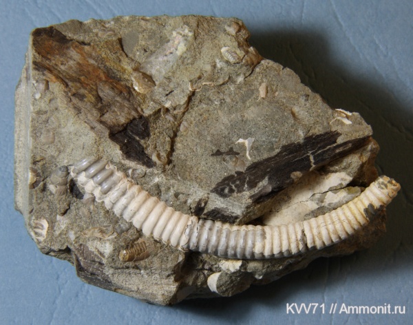 Leptoceras