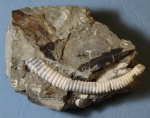 Leptoceras