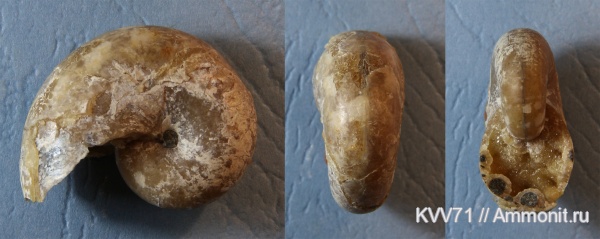 Phylloceratidae