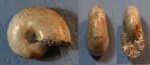 Salfeldiella guettardi Rasp.