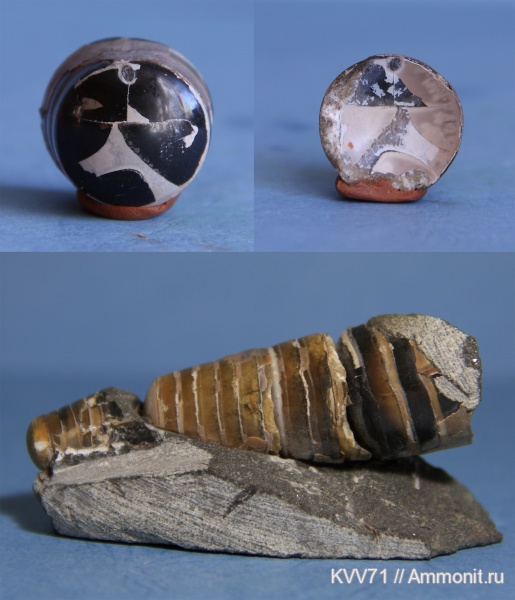 belemnites