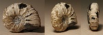 Matheronites sp.