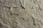 Морской дракончик Trachinus sp. Морской дракончик Trachinus sp.